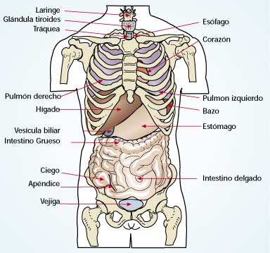 Imagen de los rganos de torx y abdomen del cuerpo humano en su cara anterior