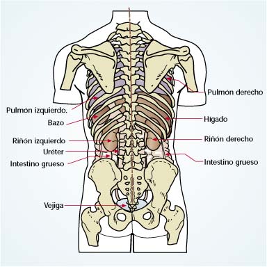 Imagen de los rganos de torx y abdomen del cuerpo humano en su cara posterior